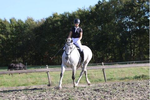 ​Sidepull et rênes Rebecca (syst.3) cuir et strass - FRA 3330832117