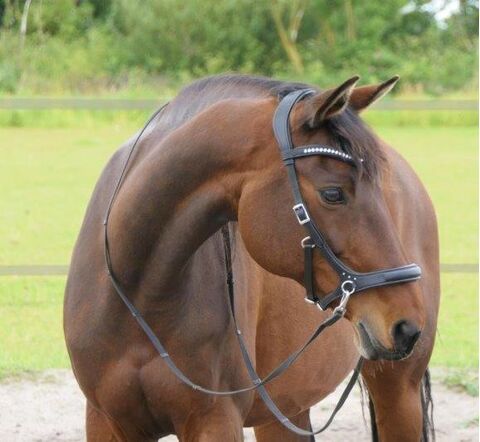 Sidepull et rênes Rebecca (syst.3) cuir et strass - FRA