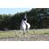 ​Sidepull et rênes Rebecca (syst.3) cuir et strass - FRA 3330832117